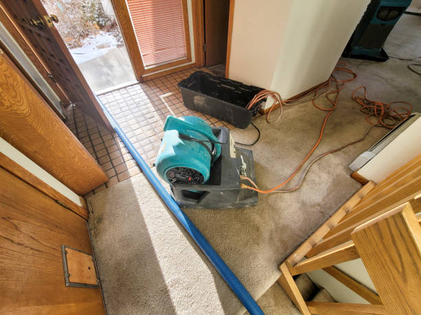 Best Mold removal after water damage  in Montour Falls, NY