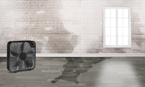 Best Basement water damage restoration  in Montour Falls, NY